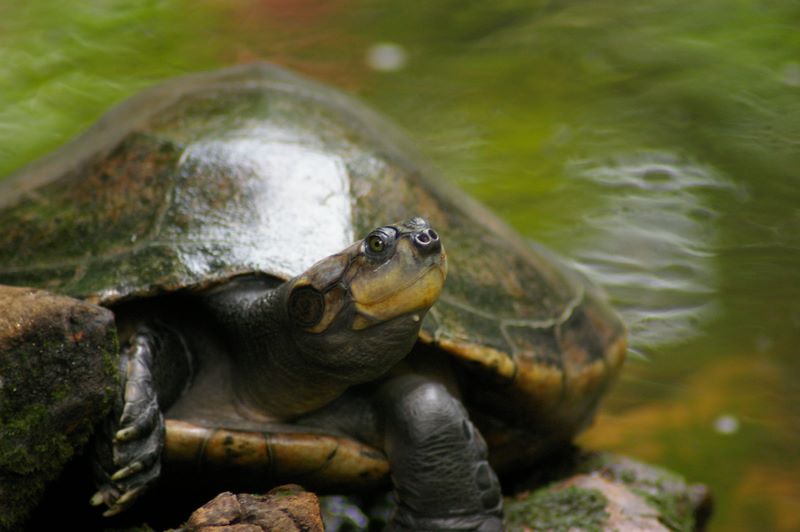 Schildkröte - Burgers Zoo