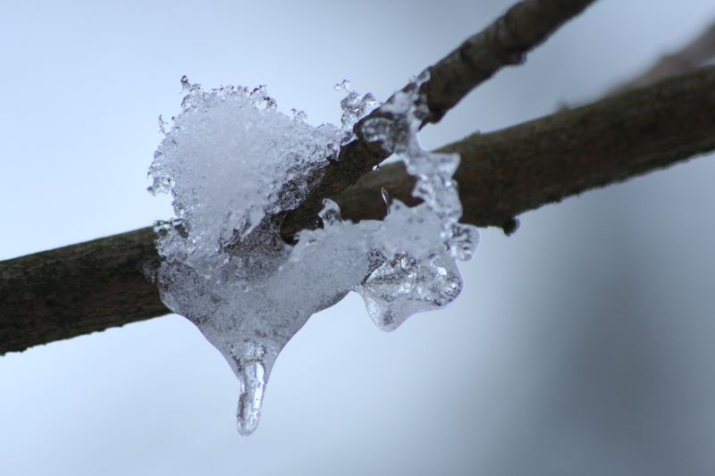 Eis am Baum