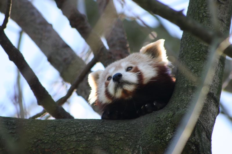 Kleiner Panda im Zoo Dortmund