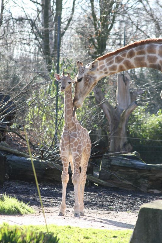 Giraffen Liebe