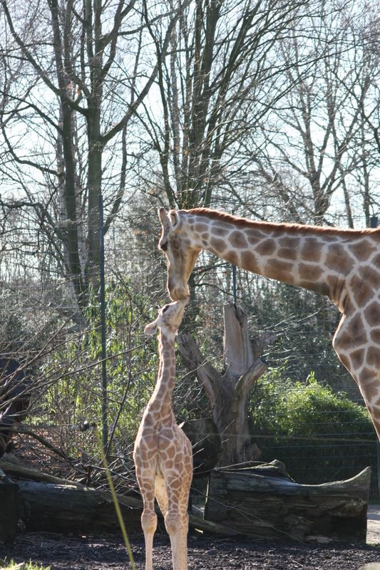 Giraffen Liebe II