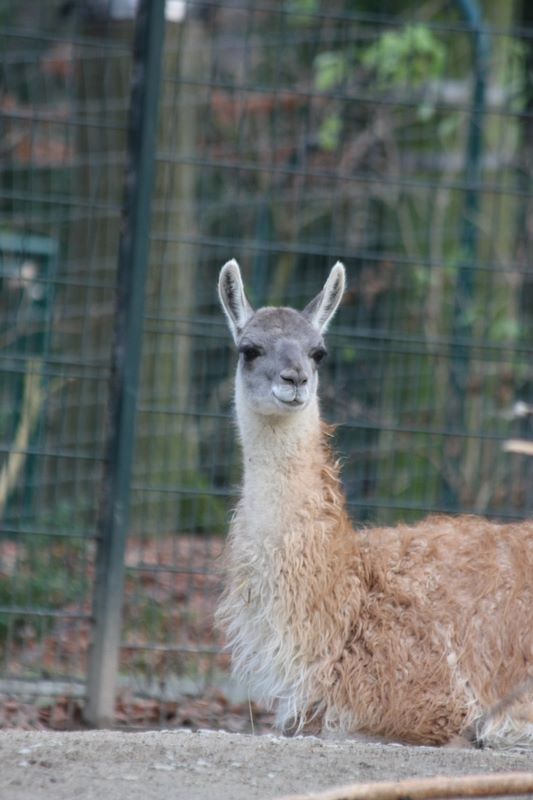 Alpaka im Budapester Zoo