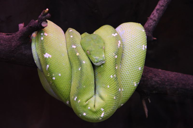 Schlange im Zoo Budapest