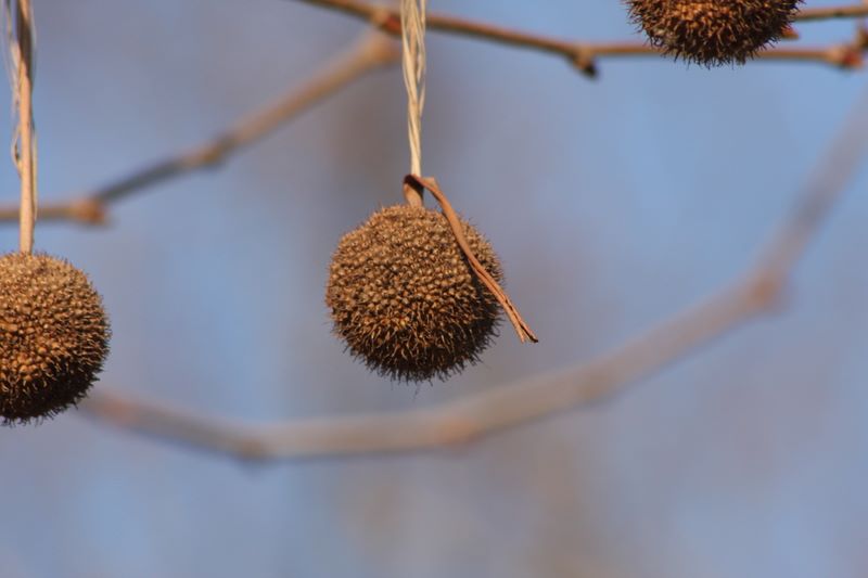 es wird Herbst...