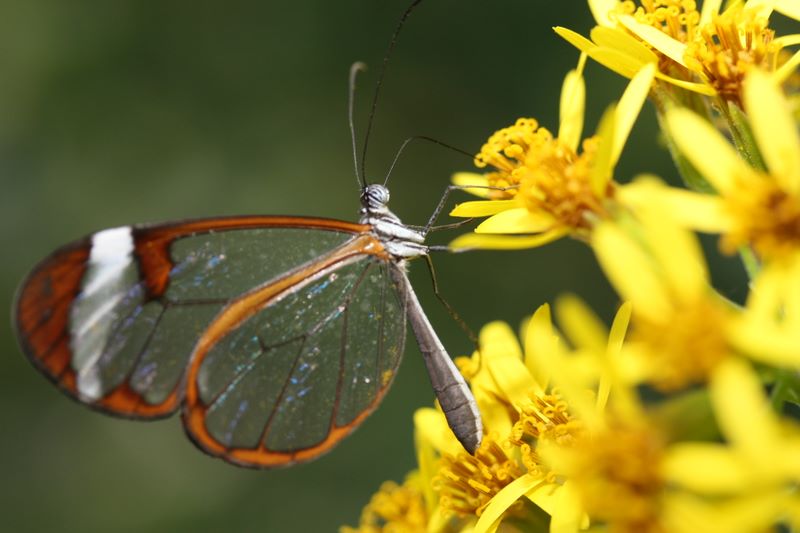 Schmetterling aus dem Schmetterlingshaus auf der Inesl Mainau