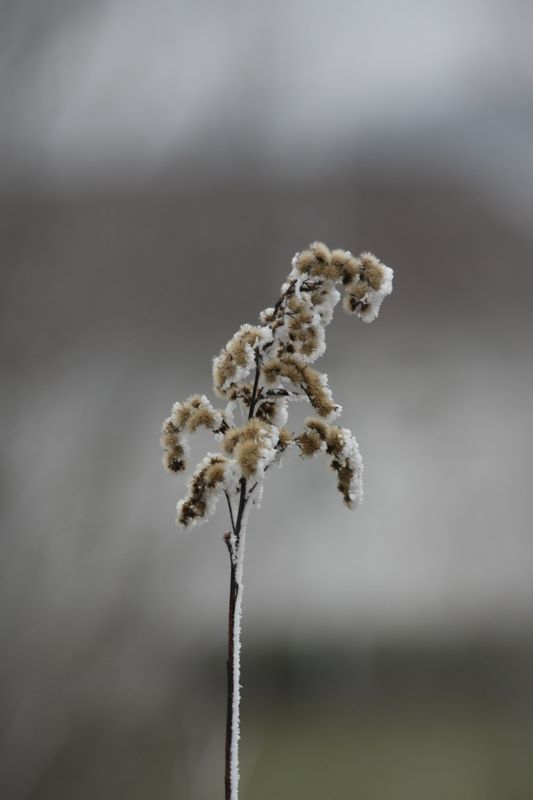 Gras im Winter