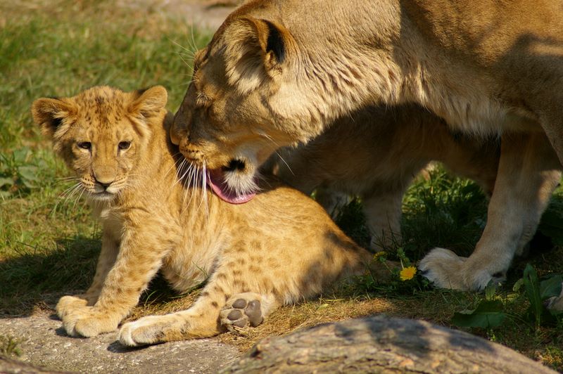 Löwen liebe im Zoo Dortmund