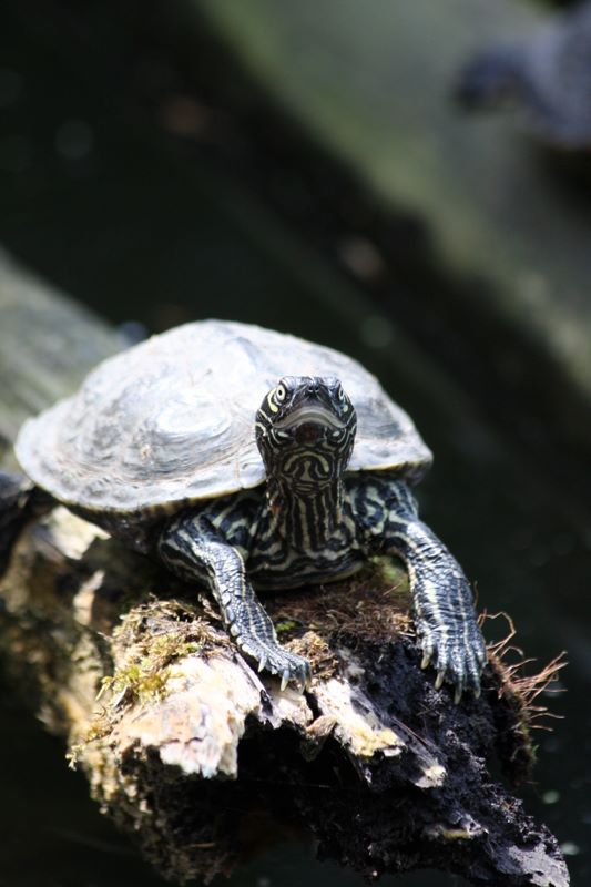 Schildkröte - Burgers Zoo