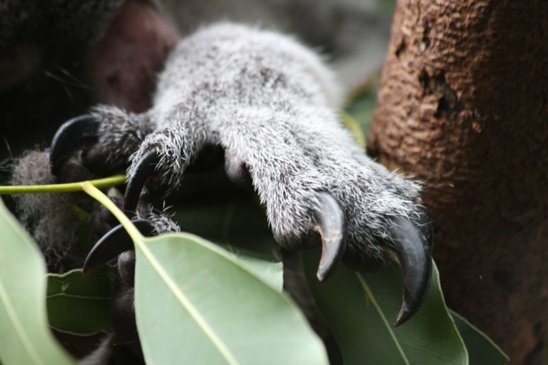 Koala Pfote im Zoo Duisburg