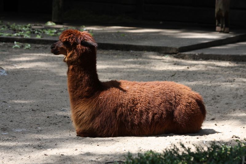 Alpaka im Zoo Dortmund