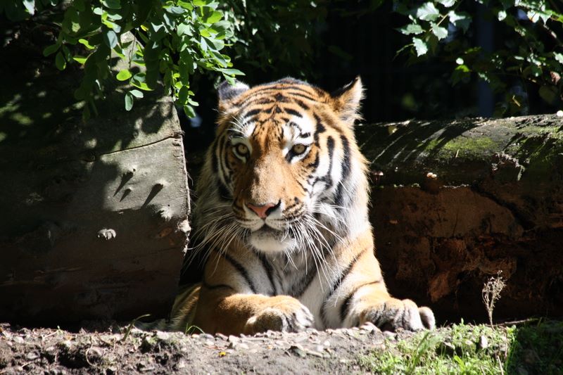 Löwe im Zoo Duisburg