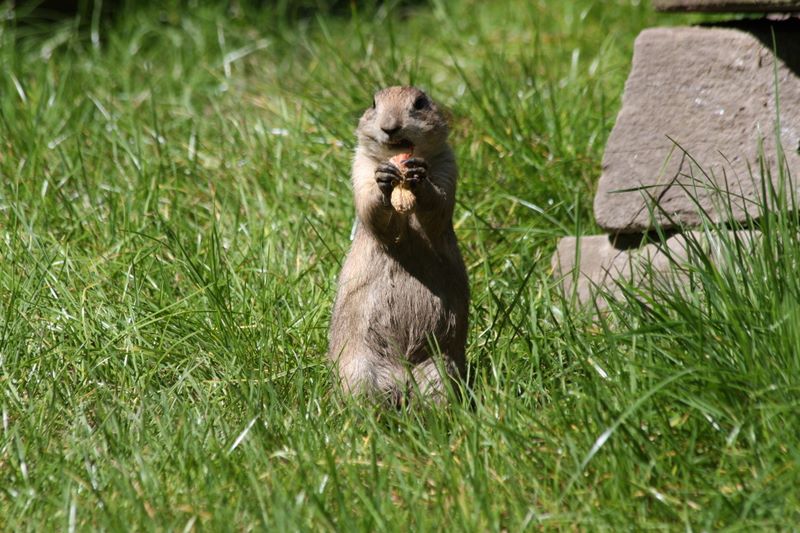 Erdmännchen im Zoo Duisburg