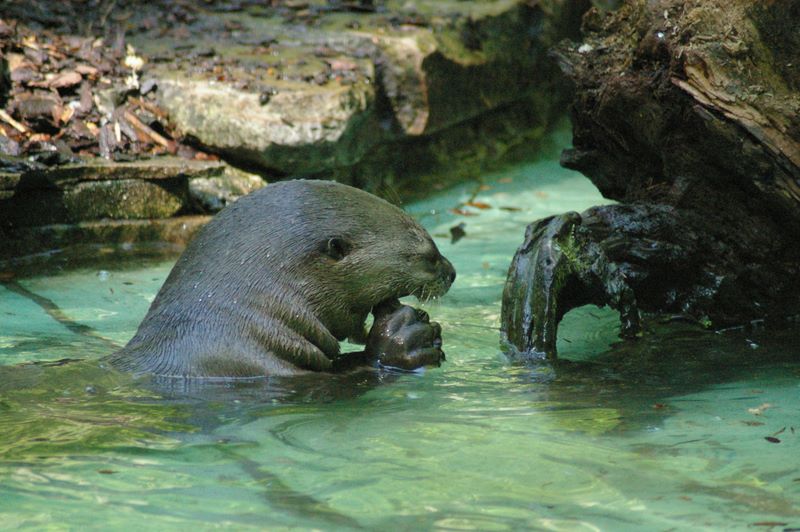 Otter im Zoo Dortmund