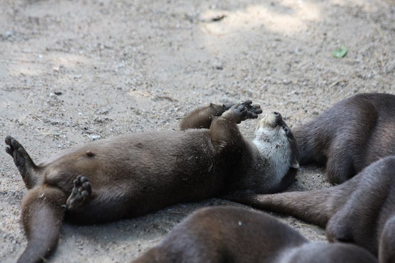 Otter im Zoo Duisburg