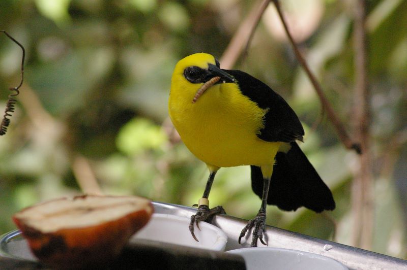 Vogel im Zoo Dortmund