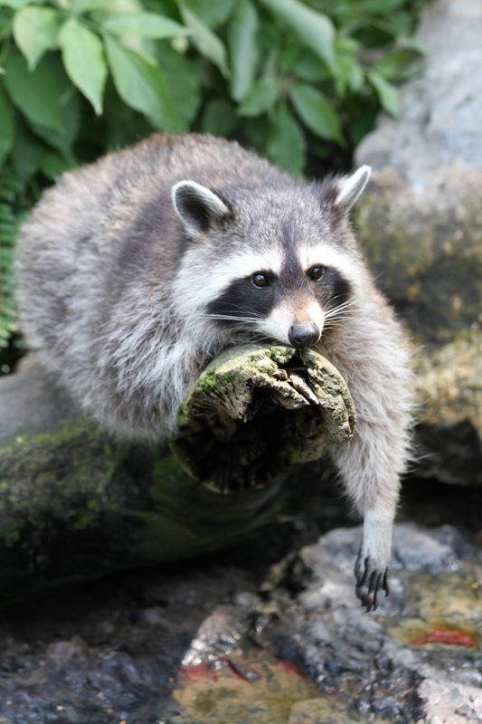 Waschbär im Zoo Duisburg