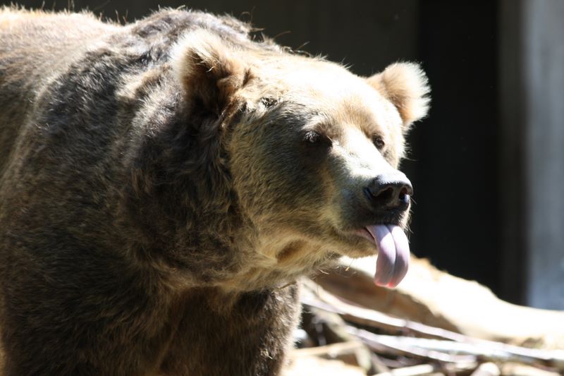 Bär im Zoo Duisburg