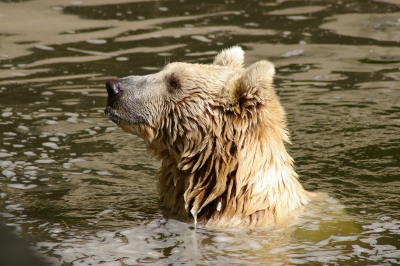 Eisbär im Allwetterzoo Münster