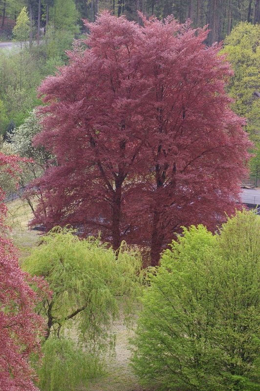 Roter Baum