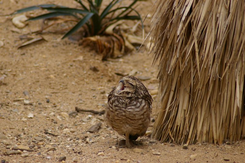 Gähnender Vogel im Burgers Zoo