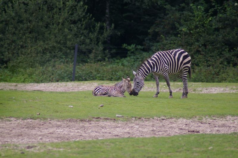 Zebra - Zoom Gelsenkirchen