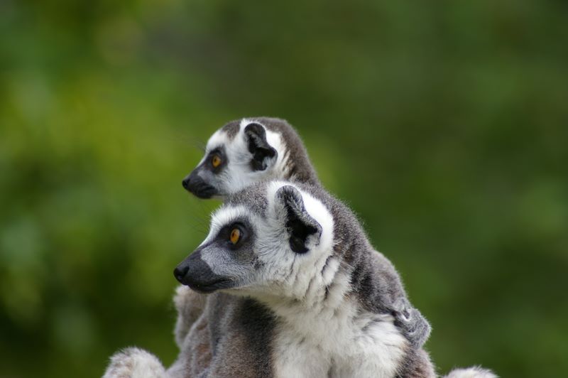 Kattas im Allwetterzoo Münster