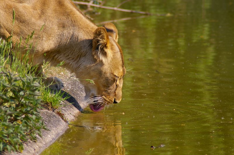 Trinkender Löwe im Zoo Dortmund