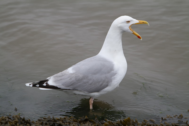 Seagull on the Beach of Neuharlingsersiel