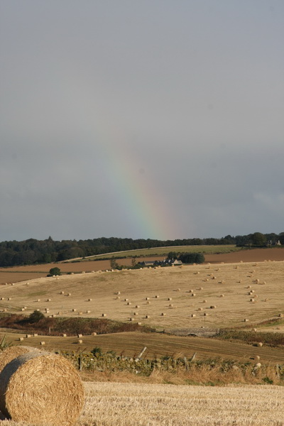 Corn Field - Scotland