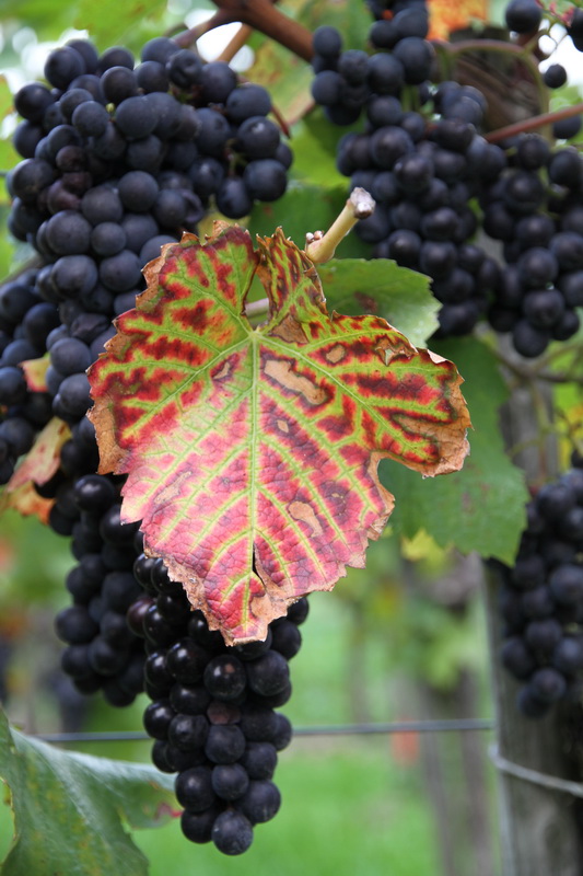 Herbst im Wein