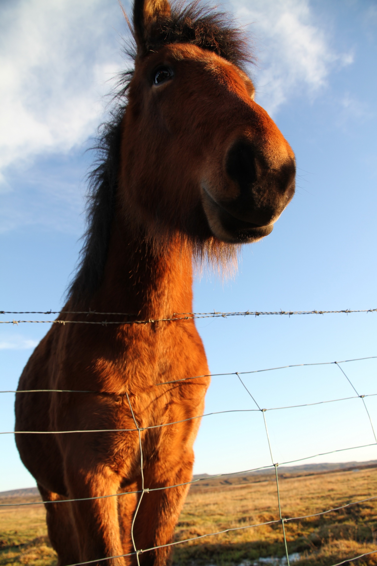 Icelandic Horse