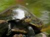 Schildkröte - Burgers Zoo