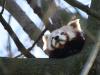 Kleiner Panda im Zoo Dortmund