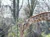 Giraffen Liebe