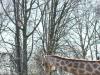 Giraffen Liebe II