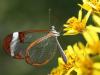 Schmetterling aus dem Schmetterlingshaus auf der Inesl Mainau