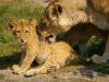 Löwen liebe im Zoo Dortmund