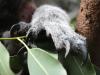 Koala Pfote im Zoo Duisburg