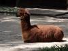 Alpaka im Zoo Dortmund