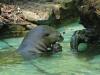 Otter im Zoo Dortmund