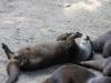 Otter im Zoo Duisburg