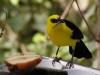 Vogel im Zoo Dortmund