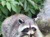 Waschbär im Zoo Duisburg