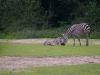 Zebra - Zoom Gelsenkirchen