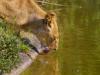 Trinkender Löwe im Zoo Dortmund