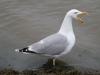 Seagull on the Beach of Neuharlingsersiel