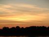 Diving Swan at Sunset