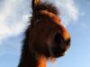 Icelandic Horse