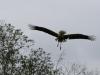 Stork @ Affenberg Salem